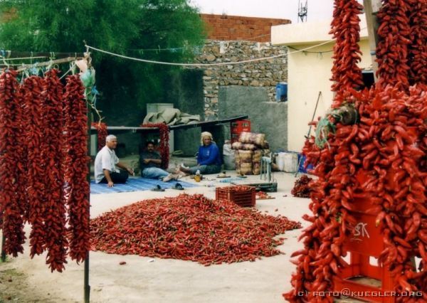 image-061 <p><b>zwischen Kairouan und Tataouine</b></p>
<br>
<div align=left>
<p>Unser Weg sollte uns heute noch bis weit in den Süden nach Tataouine führen, über 300km Fahrstrecke. Nach einiger Zeit hielt Manji an, ging ums Auto und da hatten wir die Bescherung. Das Kühlwasser lief aus. Das hieß erstmal alle raus aus dem Auto und den Beifahrersitz umgelegt, darunter saß nämlich der Motor, der vor sich hin kochte.</p>
<p>Nun ging die Telefoniererei mit dem Chef los, wie es weitergehen soll usw. Nach kurzer Diskussion durfte er uns wenigstens bis in den 8 km vor uns liegenden Ort Ben Khélifa bringen, wo dann allerdings Zwangspause angesagt war. Ein neues Auto würde auf den Weg geschickt, um uns weiterzufahren. Für Manji bedeutete das gleichzeitig, dass die Tour für ihn hier endete. Wir hatten uns nach drei Tagen gerade gegenseitig aneinander gewöhnt und waren traurig, ihn hergeben zu müssen.</p>
<p>Mittagessen (erstes richtig klasse Couscous), Spaziergang, Mäxchen spielen; so haben wir insgesamt viereinhalb Stunden hinter uns gebracht, bis endlich der Jeep kam. Sieben Leute plus ein Fahrer wurden nun in den Wagen gepfercht, das Gepäck auf dem Dach verschnürt, was vorher relativ bequem und sicher in Manjis Minibus passte; unsere Laune sank merklich. Aber erstmal waren wir natürlich froh, weiterzukommen und Robin versprach, sich dafür einzusetzen, daß dies nur eine Notlösung für heute bleiben sollte....</p>
</div>