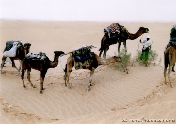 image-144 <p><b>Sahara</b></p>