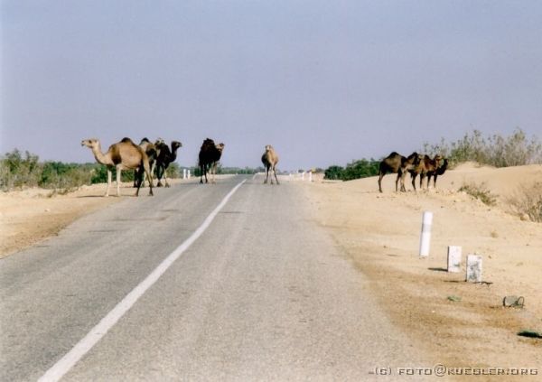 image-161 <p><b>zwischen Chott El Djerid und Tozeur</b></p>
<br>
<div align=left>
<p>Die "Achtung, Kamele kreuzen die Fahrbahn"-Schilder stehen hier nicht zu unrecht. Die weiblichen Kamele, momentan alle tragend, werden zur Zeit zu ihren Ställen zurückgelockt. Sonst laufen sie vollkommen frei in der Gegend rum. Sie haben einmal gelernt an welchem Tag es an welcher Quelle Wasser gibt. So wissen die Berber ganz genau, wann sich ihre Kamele wo aufhalten.</p>
</div>