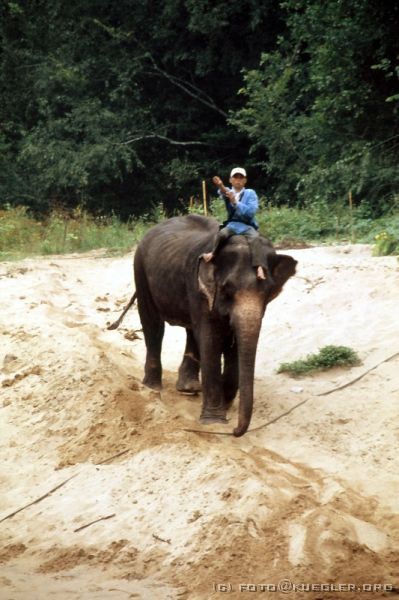 image-090 <p><b>Jungle Rafts</b></p>
<br>
<div align=left>
<p><b>15. Oktober 2003: Auf dem Kwai, Sai Yok Nationalpark</b></p>

<p>Von einem lauten Trompeten werden wir geweckt. Wir haben uns nur kurz angeschaut und sind wie von der Tarantel gestochen aus den Federn gesprungen, rein in die Klamotten und so schnell wie wir können zum Steg.</p>
</div>