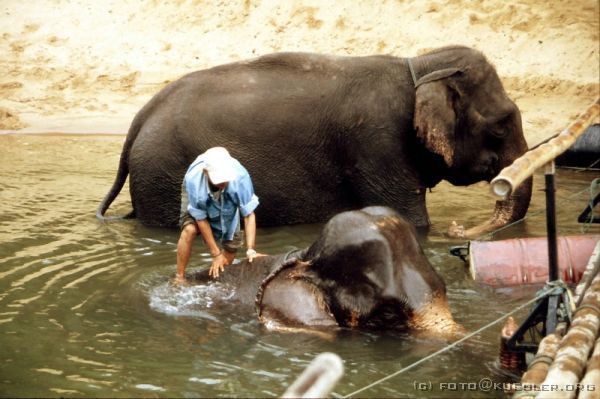 image-093 <p><b>Jungle Rafts</b></p>
<br>
<div align=left>
<p>Ein Elefant nimmt hier gerade sein Morgenbad, und zwar ausgiebig. Auf Kommando seines Mahoud kniet er sich hin und taucht komplett, auch mit dem Kopf, unter und lässt sich den Rücken schrubben.</p>
</div>