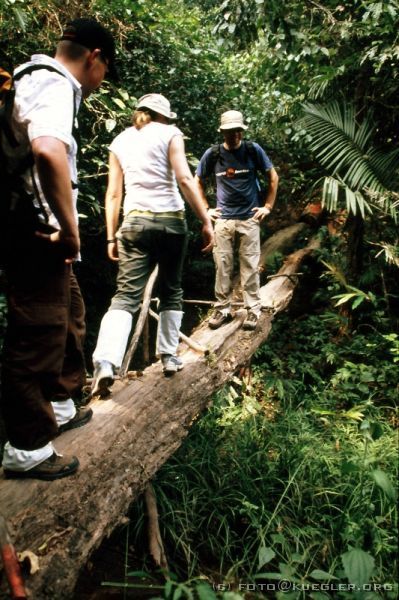 image-136 <p><b>Khao Yai Nationalpark</b></p>
<br>
<div align=left>
<p>Direkt am Wasser ist eine viel dichtere Vegetation, alles voll mit Bambus, Farnen, Wurzeln und Gräsern. Dauernd müssen wir irgendwo drunter durchkrabbeln, woanders drüberklettern und einmal sogar auf einem quergelegten Baumstamm den Bach überqueren. Thomas bricht dabei das thermitenmorsche Holz unter den Füßen weg, aber weiter passiert zum Glück nichts!</p>

<p>So und ähnlich wird laut Heiko unsere Treckingtour ablaufen. Wir freuen uns schon.</p>

<p>Am Wasserfall wollen wir erstmal was essen, aber alles ist leergefuttert, Nudeln und Reis sind der Küche ausgegangen. Aus Nudelsnacks und restlichem Gemüse kocht uns Miss Sompong höchstpersönlich unser Mittagessen, weil wir sonst länger warten müssen.</p>

<p>Eigentlich wollen wir nach dem Essen noch im Wasserfall baden, aber heute ist irgendein Feiertag und der Pool ist überfüllt mit Thais, die mit Klamotten schwimmen. Die lachen sich kaputt, wenn wir uns ausziehen, also schauen wir uns nur kurz um und machen uns auf die Rückfahrt.</p>

<p>Unsere Wäsche ist zum Glück inzwischen getrocknet, jetzt können wir sogar wieder ums Bett laufen... Zum Abendessen sitzen wir wieder in unserem "Farmhouse", weit und breit gibt es außer Dschungel um uns nichts. Wie gestern isst einer nach dem anderen, mehr als ein Gericht auf einmal kann die Küche nicht bewältigen. Über unseren Köpfen tummeln sich unter der Decke der Veranda bestimmt zwei Dutzend Geckos, die sich über die herumschwirrenden Moskitos hermachen. Eigentlich passiert es ja nie, aber einer fällt runter und Alfred fast ins Essen.<p>
</div>