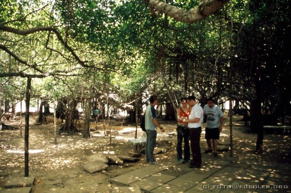 image-141 <p><b>Banyanbaum, bei Phimai</b></p>
<br>
<div align=left>
<p>Außerhalb von Phimai befindet sich eine außergewöhnliche Sehenswürdigkeit, Thailands größter Banyanbaum. Unter dem Wurzeldach werden Buddhas angebetet und der als heilig geachtete Hauptstamm des Baums mit bunten Tüchern beschenkt.</p>
</div>