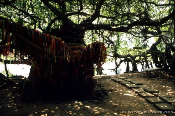 image-142 <p><b>Banyanbaum, bei Phimai</b></p>