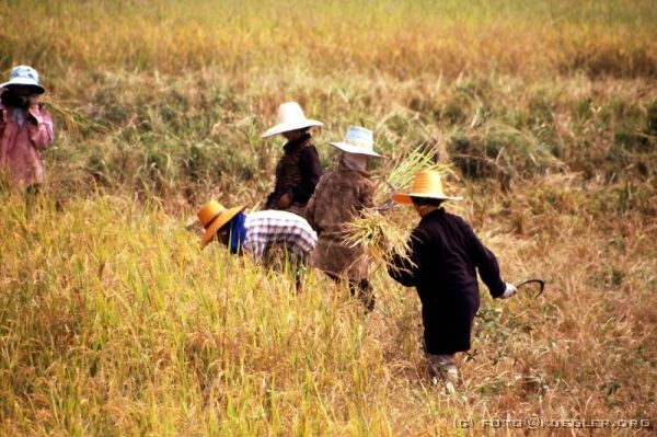 image-166 <p><b>Reisernte</b></p>
<br>
<div align=left>
<p><b>20. Oktober: Frühlingsrollenteigfabrik, Pak Chom, Chiang Khan</b></p>

<p>Die kleine Stadt Chiang Khan am Mekong ist heute unser Ziel. Bis dahin liegt eine gar nicht so weite Strecke vor uns, aber die Straßen sind dermaßen schlecht, dass wir nur langsam vorwärts kommen. Schlafen ist leider auch nicht möglich, weil man sich bei jedem Schlagloch fast den Hals bricht.</p>
</div>