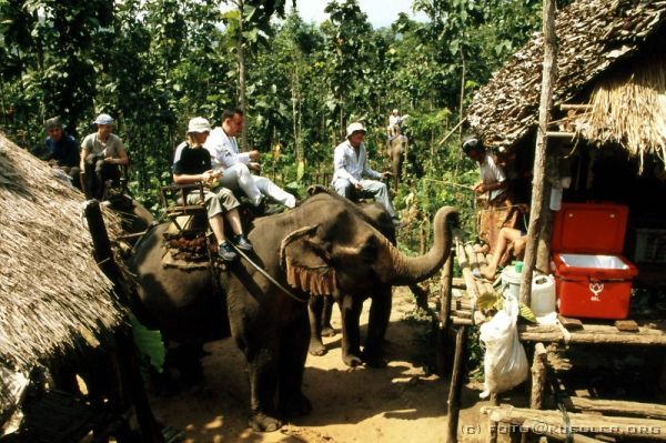 image-231 <p><b>Elefantenreiten</b></p>
<br>
<div align=left>
<p>Alle 5 Minuten gibt's eine Elefanten-Tankstelle, wo man Bananen kaufen kann (und muss, weil der Elefant ohne sowieso nicht weitergehen will...)</p>
</div>