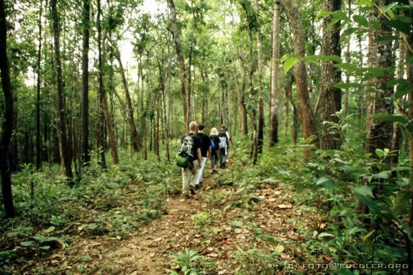 image-250 <p><b>Treckingtour, 2. Tag</b></p>
<br>
<div align=left>
<p><b>25. Oktober: Trecking</b></p>

<p>Die Nacht war nicht so richtig erholsam, und trotz dickem Schlafsack haben wir gefroren. Um 3:00 Uhr früh war die Nacht dann auch um, weil ein übereifriger Hahn seine Aufgabe zu genau genommen und alle zehn Minuten gekräht hat. Um 6:00 oder 6:30 Uhr, als die Sonne wirklich aufgegangen ist, sind alle nach und nach aus ihren Schlafsäcken und in ihre Klamotten gekrabbelt, total übernächtigt.</p>

<p>Liane hatte, was wir nicht gemerkt haben, nachts dann auch noch Besuch von Lucky. Dieser treue aber leider völlig verflohte Hund hat die Tür aufbekommen und sich neben sie gelegt. Allein bei dem Gedanken muss man anfangen, sich zu kratzen!</p>

<p>Noch vor dem Frühstück werden Gabi und Monika abgeholt, die beiden haben schon vor ein paar Tagen beschlossen, das Trecking nur einen Tag mitzumachen. Heiko ist relativ kurzentschlossen auch mit zurück nach Chiang Mai gefahren, weil unsere Zugtickets für die anschließende Nachtzugfahrt nach Bangkok noch immer nicht da waren.</p>

<p>Zum Frühstück gab es Toast, ekelige Margarine, die alt und irgendwie süßlich schmeckt, Marmelade und Bananen.
Um 9:00 Uhr brechen wir auf mit der Aussicht auf gut fünf Stunde reine Laufzeit, aber angeblich nicht mehr mit so vielen Höhenmetern. Weit gefehlt.</p>

<p>Kaum aus dem Dorf raus geht es auch schon den Berg hoch. Nur mit kurzem Stehen bleiben und Luftschnappen geht es eine Dreiviertelstunde steil bergauf. Kathrin läuft die Suppe, wie nicht mal in der Sauna aus dem Nacken und tropft ihr pausenlos vom Kinn. Der Hals tut bis zu den Ohren weh und sie hat das Gefühl, der Hals schwillt innen zu.</p>

<p>Oben angekommen hat sie ihre Not, wieder zu Luft zu kommen. Zum Glück war das der schlimmste Berg heute, dann haben wir ja noch Hoffnung...!</p>

<p>Bis mittags geht es jetzt mal rauf mal runter durch den Wald, der hier oben nicht mehr tropisch aussieht, sondern vielmehr wie unser europäischer Mischwald, nur dass bei uns kein Teak wächst.</p>
</div>