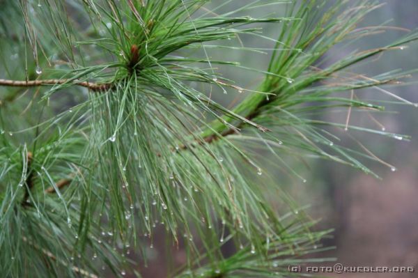 IMG_0365 <p>Die Wassertropfen sind weder Tau noch Regen, sondern die Feuchtigkeit aus den Wolken, die von den Bäumen regelrecht durchkämmt werden.</p>