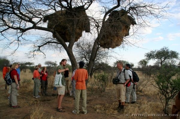 IMG_3446 <p><b>Bushmenwalk</b></p>

<div align=left>
<P>Spaziergänge wie dieser sind ein Projekt. Die Einheimischen haben damit die seltene Chance, direkt vom Tourismus zu profitieren, der sonst mit Hotels, Guestfarmen und Lodges fest in weißer Hand ist. Schwarze sind sonst höchstens Angestellte.</P>
</div>