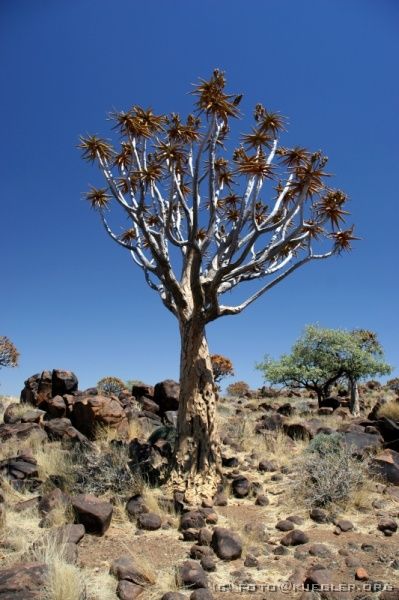 IMG_3496 <P><B>Köcherbaumwald</B></P>
<div align=left>
<P>Wir machen nur kurz halt, um frisches Wasser zu kaufen und fahren
noch wenige Kilometer weiter zum Köcherbaumwald. Eine Ansammlung
dieser Aloe-Art gibt es auf der ganzen Welt nur hier, wo mehrere
tausend Pflanzen einen lichten Wald bilden. Der Spaziergang erscheint
wie ein Gang durch einen aufgeheizten Backofen.</P>
</div>