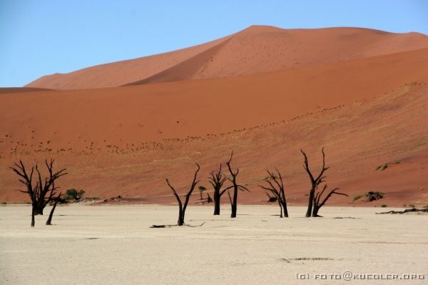 IMG_3760 <P><B>Deadvlei</B></P>

<div align=left>
<P>Im Deadvlei, dem früheren Soussusvlei, stehen tote Bäume
wie Gerippe aus der weißen Sandsteinpfanne und bilden zu den
roten Dünen und dem stahlblauen Himmel fast unnatürliche
Kontraste.</P>
</div>