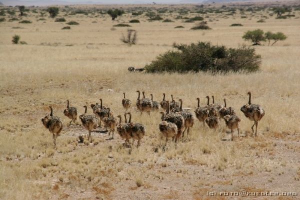 IMG_4016 <P><B>Irgendwo zwischen Sesriem und Walvis Bay</B></P>

<div align=left>
<P>Als wir wieder am Camp ankommen, liegen alle Taschen und Zelte noch auf der Mauer, Robson ist mit dem Truck immer noch nicht zurück. Um 10.30 Uhr fährt er schließlich vor, nimmt schnell eine Dusche während wir das Gepäck verstauen und wir machen uns auf den Weg.</P>

<P>Um die verlorene Zeit wieder aufzuholen, verzichten wir auf die Mittagspause mit Selber kochen und machen nur einen kurzen Stop an einem Laden, wo es fantastischen Apfelkuchen gibt.</P>
</div>