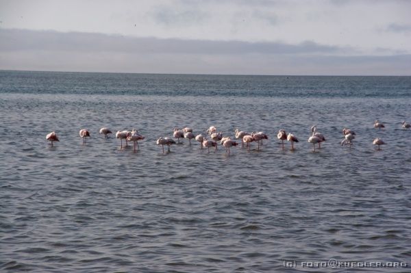 IMG_4032 <P><B>Walvis Bay</B></P>

<div align=left>
<P>Ungefähr 30 km bevor wir die Küste bei Walvis Bay erreichen, wird es merklich immer kühler. Anfänglich ist es eine willkommene Abkühlung, doch schließlich müssen wir alle Fenster des Trucks schließen, weil wir frieren. Wir hatten innerhalb von einer halben Stunde einen Temperatursturz von 25°C. Der Einfluss des kalten Bengualastroms bringt Wasser vom Südpol an die Atlantikküste vor Namibia.</P>
</div>