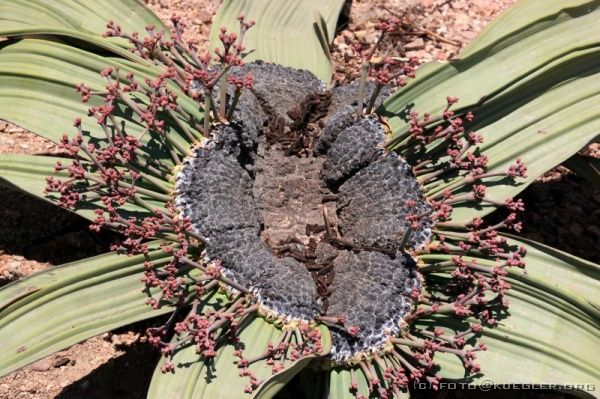 IMG_4067 <P><B>Welwitschia</B></P>