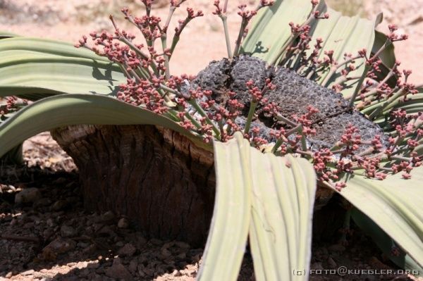 IMG_4070 <P><B>Welwitschia</B></P>
<div align=left>
<P>Die Welwitschia ist doch sehr eindrucksvoll. Es handelt sich um eine endemische Pflanze, die wie ein umgekehrter Baum wächst. Der Stamm ragt unter der Blüte einige Meter tief in den Boden, umgeben von einem Geflecht feiner Wurzeln. Der Tau fließt auf den zwei gerillten Blättern ab und sickert über den Wurzeln in den Boden. Auch wenn es nicht so aussieht: Die Welwitschia hat wirklich nur zwei Blätter. Diese befinden sich in stetigem
Wachstum und können bis zu 2.5 Meter lang werden. Vom Blattende her reißen die Blätter auf und so scheint es, als ob es mehr als zwei Blätter sind.</P>
</div>