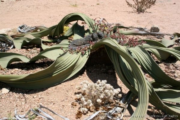 IMG_4071 <P><B>Welwitschia</B></P>