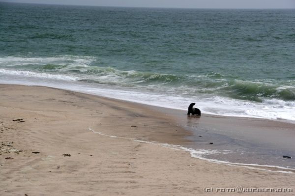 IMG_4106 <P><B>Swakopmund</B></P>
<P>Eine Robbe kommt kurz heraus, um fotografiert zu werden und verschwindet danach wieder.</P>