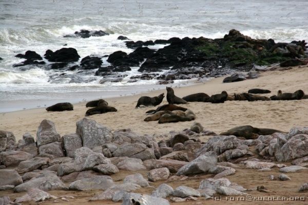 IMG_4148 <P><B>Robbenkolonie am Cape Cross</B></P>

<div align=left>
<P>Der Gestank an der Pelzrobbenkolonie ist penetrant. Wir haben deshalb absichtlich unsere Fleecejacken im Truck gelassen. Wenn es normal voll wäre, würden wir hier bestimmt nicht so lange stehen bleiben können. Und so beobachten wir frierend, bei kaltem Wind die jetzt zur Paarungszeit kämpfenden Bullen.</P>
</div>