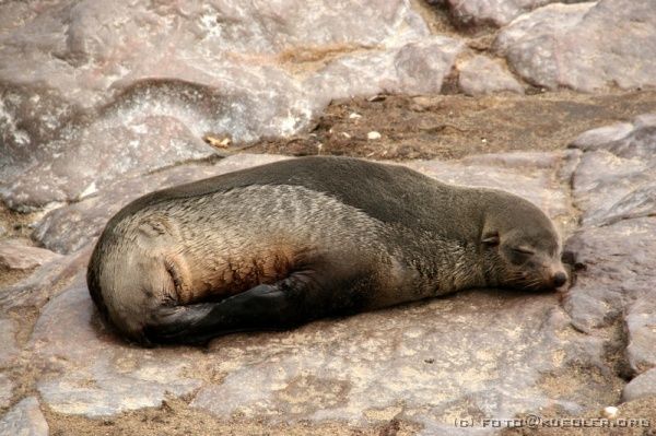 IMG_4155 <P><B>Robbenkolonie am Cape Cross</B></P>