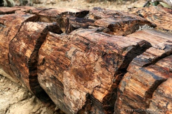 IMG_4243 <P><B>Versteinerter Wald</B></P>

<div align=left>
<P>Der Versteinerte Wald ist eine Ansammlung von ca. 50 fossilen Baumstämmen, die durch eine große Flut vor etwa 260 Millionen Jahren hierher gespült wurden und unter Schlamm und Flusssand versteinert sind. Man kann die Rinde und sogar die Jahresringe erkennen.</P>
</div>