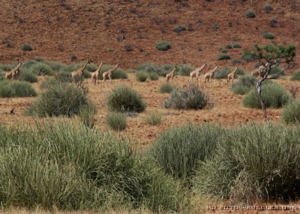 IMG_4285-ausschnitt <P><B>Giraffenherde</B></P>
<div align=left>
<P>Dann geht es weiter, 300km über unwegsame Strecken. Jetzt hat es auch eine weitere Mitreisende erwischt und wir müssen einige Male sehr plötzlich halten.</P>

<P>Glück im Unglück: Beim zweiten Stop zieht in etwa 500m Entfernung eine Gruppe von 20 Giraffen vor uns durch die Bäume und Sträucher. Da wir sowieso Zwangspause haben, können wir
das in Ruhe genießen.</P>
</div>