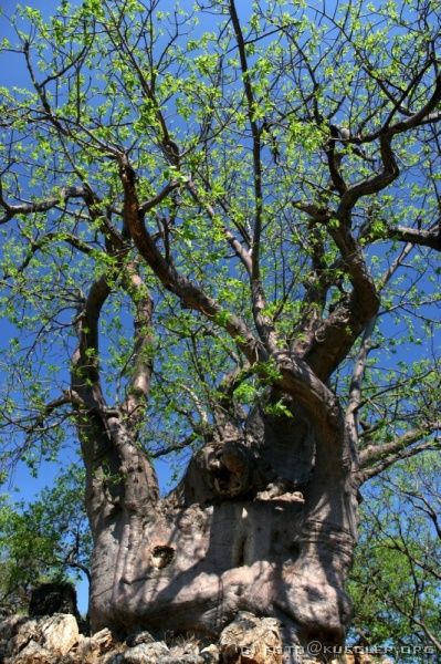 IMG_4333 <P><B>Ein Afrikanischer Baobab (Affenbrotbaum)</B></P>