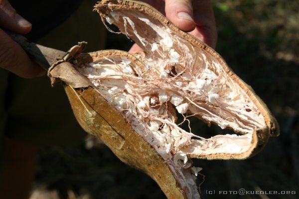 IMG_4337 <P><B>Die Frucht des Baobab</B></P>
<P>Das Innere der Frucht schmeckt wie Baiser.</P>