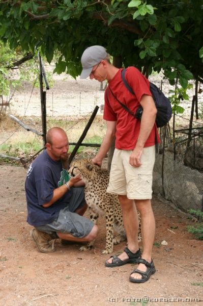 IMG_4586 <P><B>Otjitotongwe Geparden-Farm</B></P>

<div align=left>
<P>Zuerst sehen wir die drei zahmen Tiere, die hier geboren wurden. Die Mutter ist gestorben, so dass die großen Katzen von Menschen aufgezogen wurden und zahm sind. Natürlich bleiben es Wildtiere und wir müssen Verhaltensregeln beachten, um sie nicht zu reizen: Es darf immer nur einer in die Nähe kommen, alle anderen halten Abstand. Wir dürfen den Katzen nicht in die Augen schauen und sie nur an Hinterkopf und Nacken streicheln. Laut schnurrend genießen sie die Streicheleinheiten.</P>
</div>