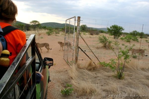 IMG_4659 <P><B>Otjitotongwe Geparden-Farm</B></P>
<div align=left>

<P>Nach einer kurzen Pause an der Bar geht es weiter zu den wilden
Geparden, die in einem riesigen Gehege leben. Wir hatten vorher
gelesen, dass versucht wird, die Tiere von diesen Farmen wieder
auszuwildern, aber das stimmt nicht. Die Gepardenfarmen bieten den
Tieren Asyl, sonst wären sie von Farmern erschossen worden.</P>

<P>Wir fahren mit den Pick-Ups in das Gehege hinein.</P>
</div>