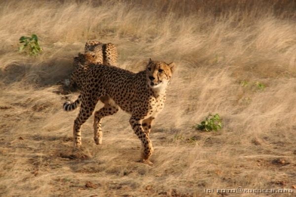 IMG_4757 <P><B>Otjitotongwe Geparden-Farm</B></P>

<div align=left>

<P> Die Tiere folgen uns langsam bis zur gewohnten Futterstelle. Mit großen Fleischbrocken werden sie gefüttert. Abwechselnd werden diese nach links und rechts herausgeworfen, bis jedes Tier etwas bekommen hat. Genüsslich ziehen alle mit ihrer Beute ab.</P>
</div>