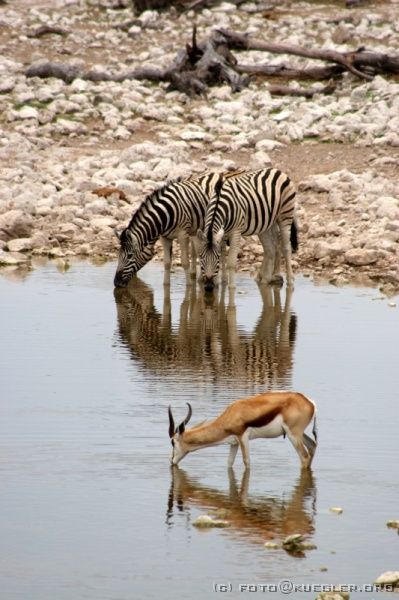 IMG_4807 <P><B>Etosha Nationalpark</B></P>

<div align=left>
<P>Im Park angekommen werden schnell die Formalitäten erledigt und wir fahren auf einen der drei staatlichen Campingplätze, nach Okaukuejo. Hier schlagen wir unsere Zelte auf und nutzen gleich die Gelegenheit, endlich einmal wieder Strom zu haben. Sofort werden alle Handys, MP3-Player und Digitalkameras aufgeladen. Noch vor dem
Mittagessen inspizieren wir die Gegend, natürlich zuerst das Wasserloch gleich neben dem Camp. Etwa 20 bis 30 Zebras tummeln sich am Wasser und immer mehr kommen über die Steppe heran.</P>

<P>Die freie Zeit bis zu unserem ersten Game-Drive nutzen wir nochmal, um uns per Mail bei unseren Lieben zu Hause zu melden und von den Erlebnissen seit Swakopmund zu berichten.</P>
</div>