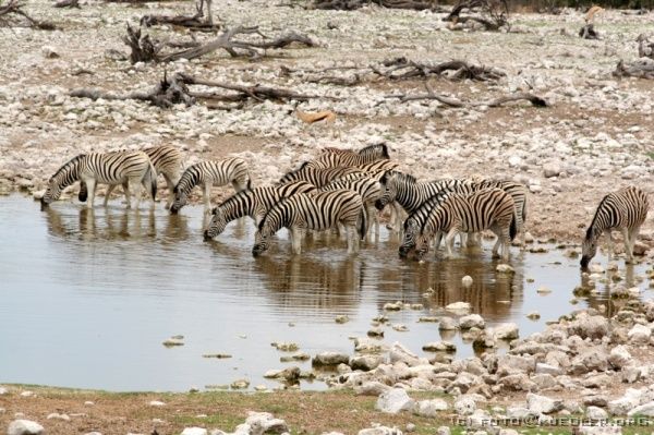 IMG_4824 <P><B>Etosha Nationalpark</B></P>