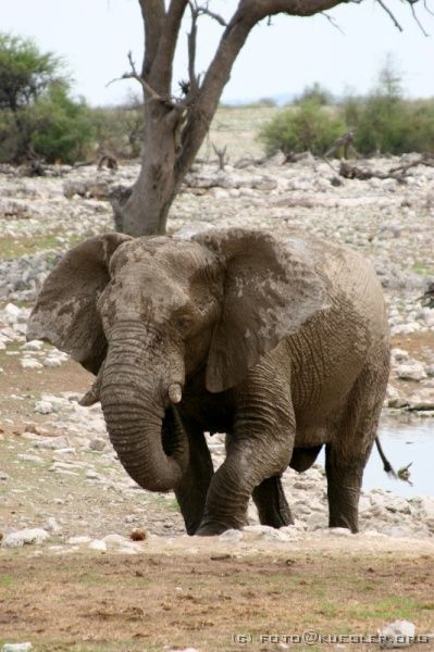 IMG_4826 <P><B>Etosha Nationalpark</B></P>

<div align=left>
<P>Noch einmal legen wir eine kurze Stippvisite am Wasserloch ein. Wir haben Glück und sehen einen Elefanten, der gerade ein Bad nimmt. Nur schwer können wir uns losreißen, denn um 15:30 wollen wir uns wieder treffen, um unseren ersten "Gamedrive" zu unternehmen.</P>
</div>