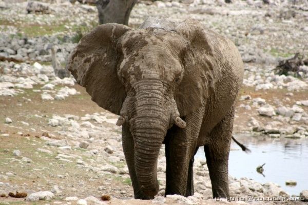 IMG_4828 <P><B>Etosha Nationalpark</B></P>