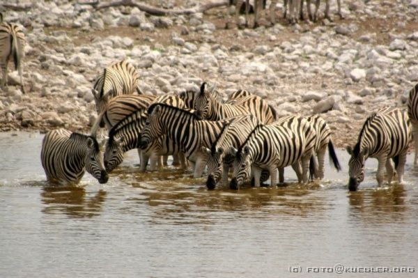 IMG_4831 <P><B>Etosha Nationalpark</B></P>