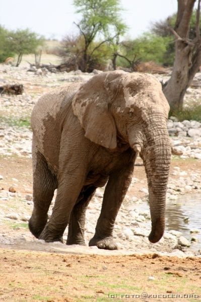 IMG_4833 <P><B>Etosha Nationalpark</B></P>