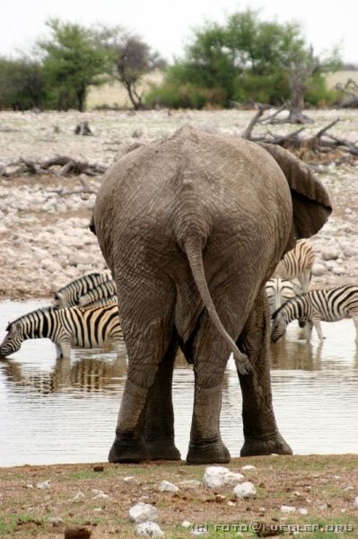 IMG_4841 <P><B>Etosha Nationalpark</B></P>