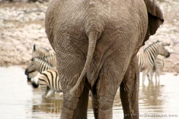 IMG_4844 <P><B>Etosha Nationalpark</B></P>