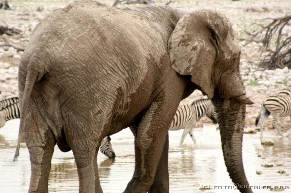 IMG_4845 <P><B>Etosha Nationalpark</B></P>