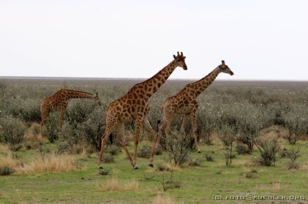 IMG_4874 <P><B>Etosha Nationalpark</B></P>