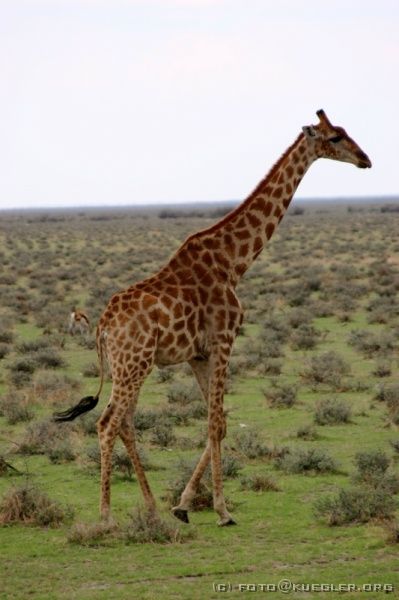 IMG_4879 <P><B>Etosha Nationalpark</B></P>