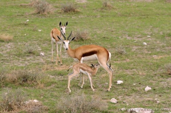 IMG_4892 <P><B>Etosha Nationalpark</B></P>