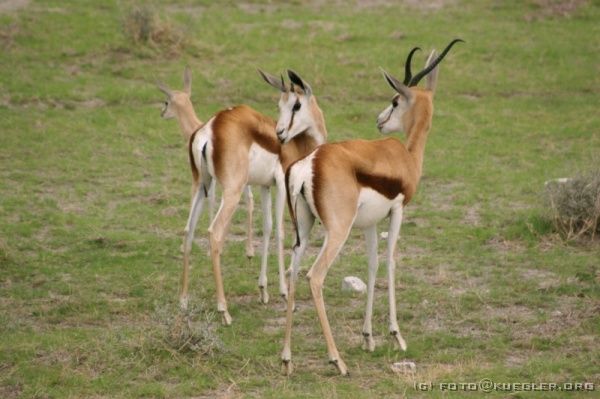 IMG_4895 <P><B>Etosha Nationalpark</B></P>