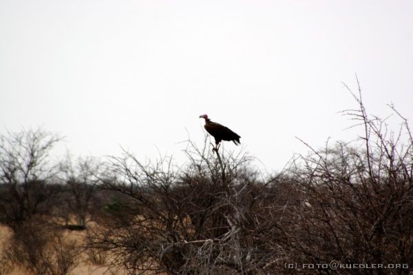 IMG_4906 <P><B>Etosha Nationalpark</B></P>