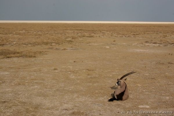 IMG_4919 <P><B>Etosha Nationalpark</B></P>
<P>Eine Oryx-Antilope. Im Hintergrund befindet sich die Etosha-Pfanne.</P>