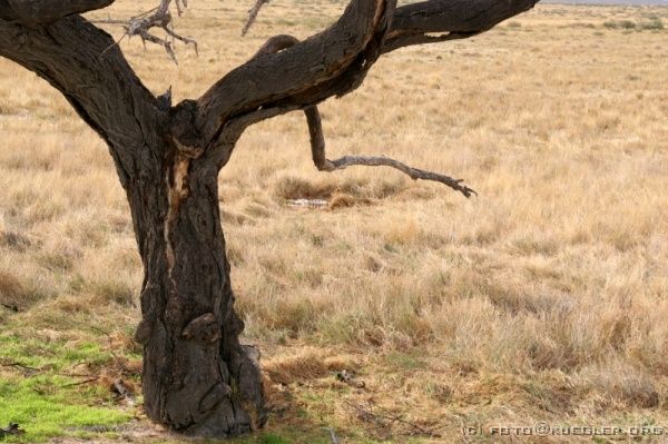 IMG_4924 <P><B>Etosha Nationalpark</B></P>