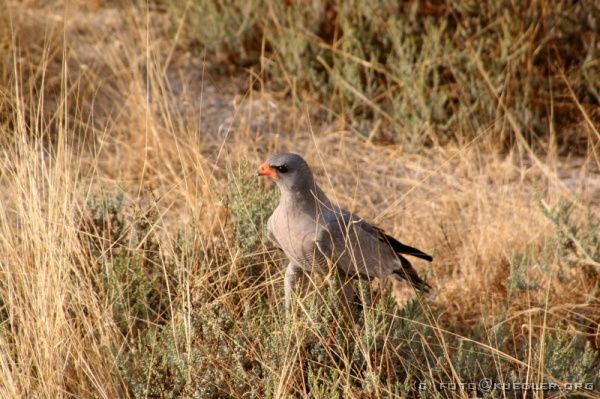 IMG_4926 <P><B>Etosha Nationalpark</B></P>