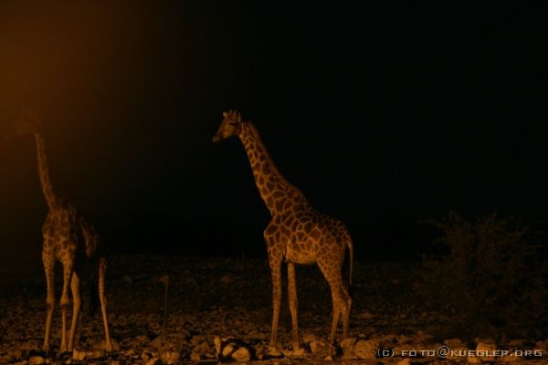 IMG_4942 <P><B>Etosha Nationalpark</B></P>

<div align=left>
<P>Vor Einbruch der Dunkelheit müssen wir auf dem Campingplatz zurück sein, dann wird das Tor geschlossen. Wir haben jetzt viel Zeit vor dem Abendessen - die Dusche ruft.</P>

<P>Nach dem Essen, inzwischen ist es dunkel, gehen wir wieder ans Wasserloch. Alle nehmen sich ausreichend Bier und Chips mit. Wir bereiten uns auf einen Freiluft-Kinoabend vor. Drei Giraffen stehen bewegungslos noch einige hundert Meter entfernt und beobachten aufmerksam die Lage. Ab und zu machen sie wie in Zeitlupe ein paar Schritte und erstarren wieder zu Salzsäulen.</P>
</div>