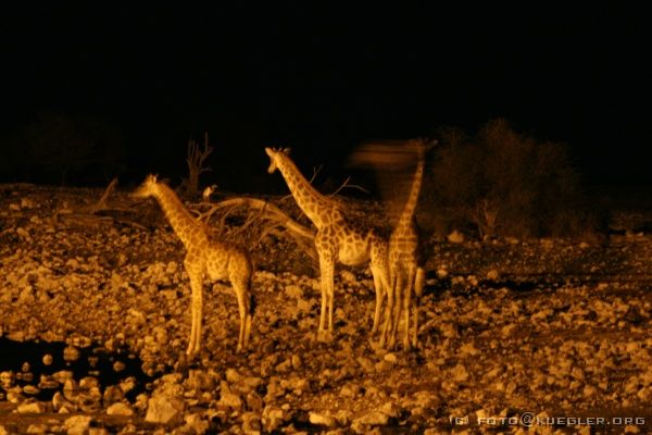 IMG_4967 <P><B>Etosha Nationalpark</B></P>

<div align=left>
<P>So geht das bestimmt eine halbe Stunde lang, bis die drei endlich am Rand der Wasserstelle angelangt sind. Nacheinander trinken sie, während immer einer Wache hält. Wir trauen uns kaum zu flüstern, geschweige denn ein Bier - oder noch viel schlimmer - eine Chipstüte zu öffnen. Alle starren wie gebannt auf die Giraffen.</P>

<P>Später kommt noch ein Nashorn. Und als wir uns schon ins Zelt verkrochen hatten, kamen tatsächlich noch zwei Elefanten zum trinken. Schade, aber Kathrin war schon so müde, dass sie fast im Sitzen eingeschlafen wäre. In der Nacht fängt es kräftig an zu gewittern.</P>
</div>