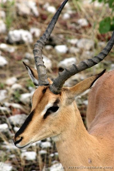 IMG_4983 <P><B>Etosha Nationalpark</B></P>